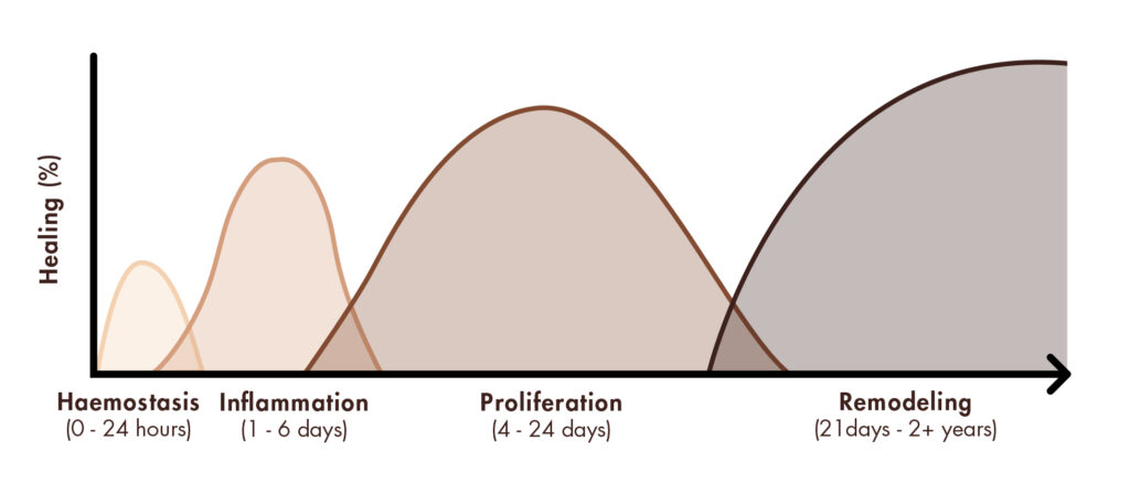 Adapted from Than, U. T. T., Guanzon, D., Leavesley, D. & Parker, T. Association of Extracellular Membrane Vesicles with Cutaneous Wound Healing. International Journal of Molecular Sciences 18, 956 (2017).